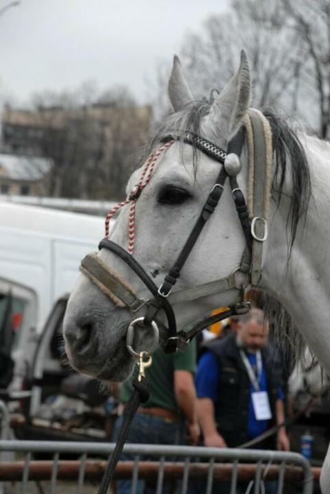 Wielka Majówka Tatrzańska 2010_92
