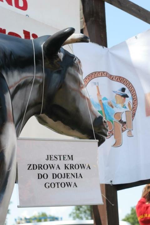 Mistrzostwa w dojeniu sztucznej krowy - Rabka_1