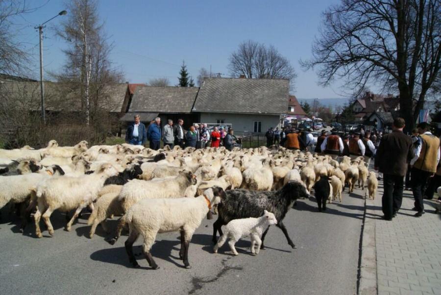 Święto bacowskie w Ludźmierzu_6