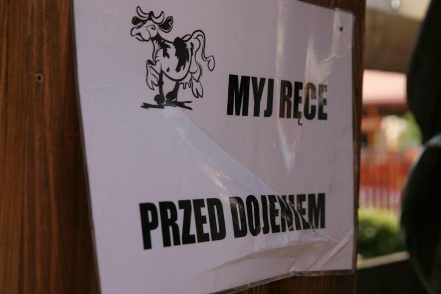 Mistrzostwa w dojeniu sztucznej krowy - Rabka_64